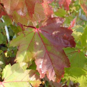 Crveni javor 'Brandywine'