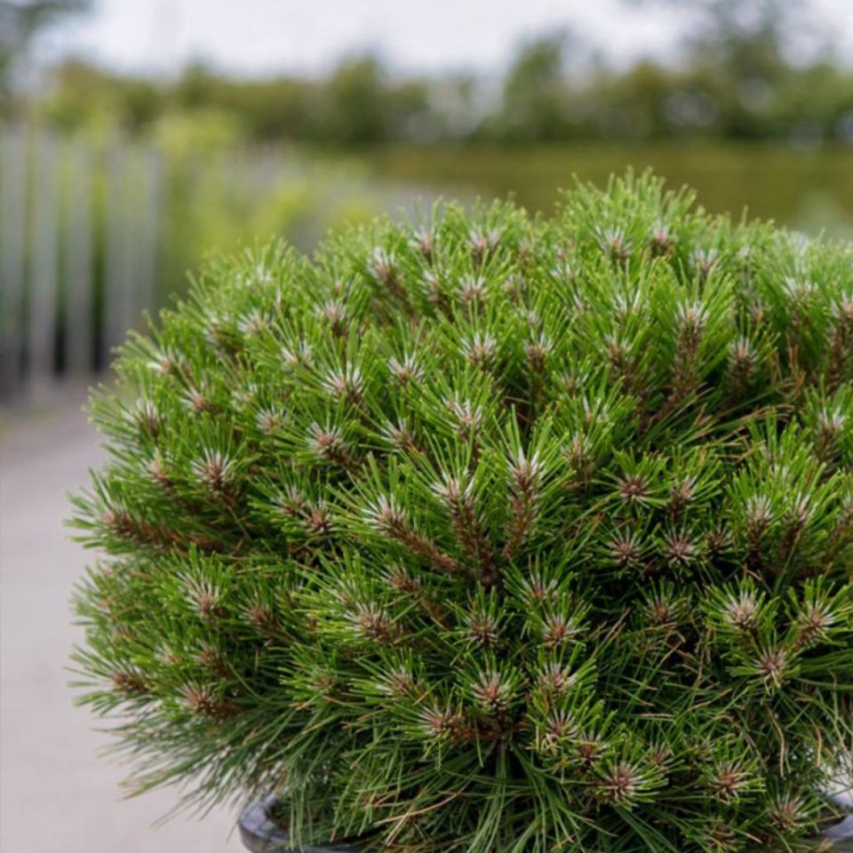 Pinus 'Maria'