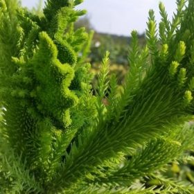 Kriptomerija 'Cristata'