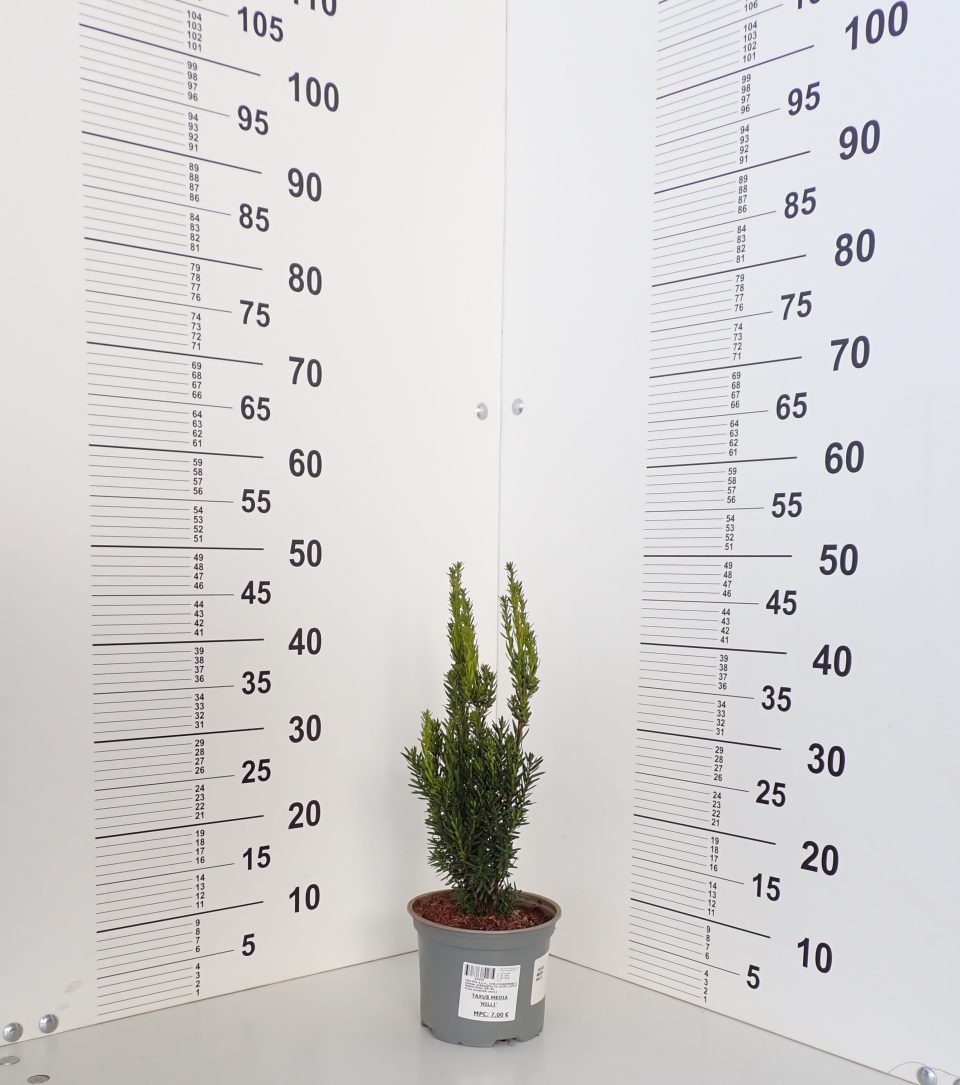 Taxus 'Hillii' - Slika 2