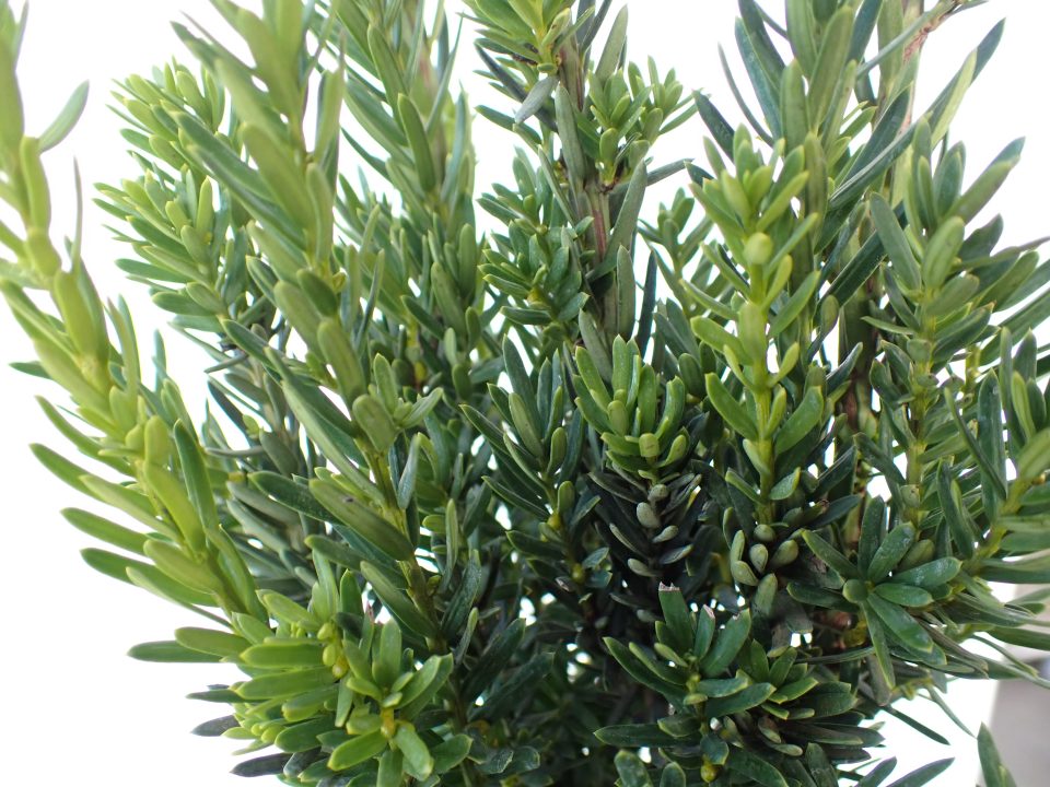 Taxus 'Hillii' - Slika 3
