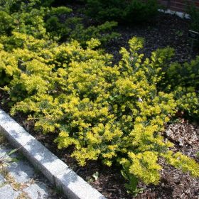 Taxus 'Summergold'