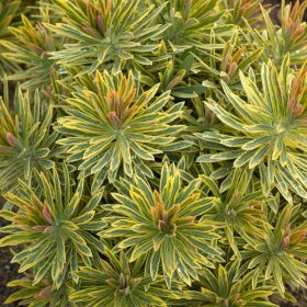 Euphorbia 'Ascott Rainbow'