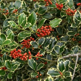 Božikovina 'Argentea Marginata'