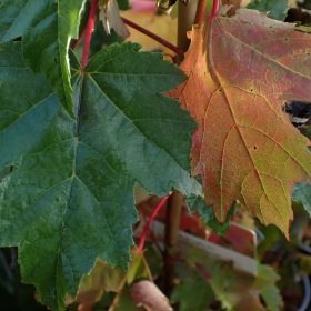 Crveni javor 'Autumn Flame'
