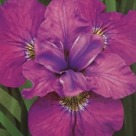 Iris 'See Ya Later'