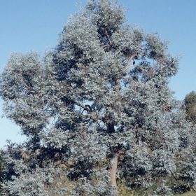 cinerea