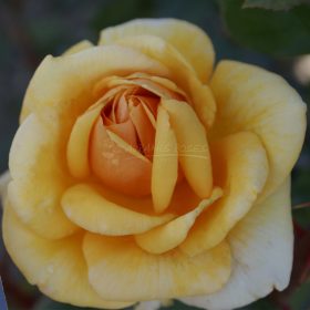 Ruža 'Kupferkonigin'