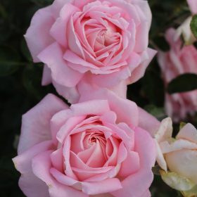 Ruža 'Honoré de Balzac'