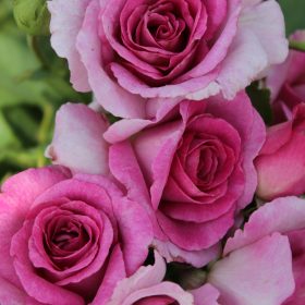 Ruža 'Melody Parfumée'