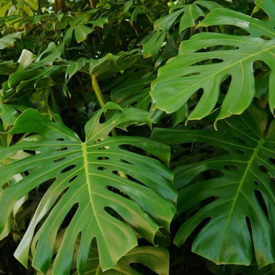 Monstera
