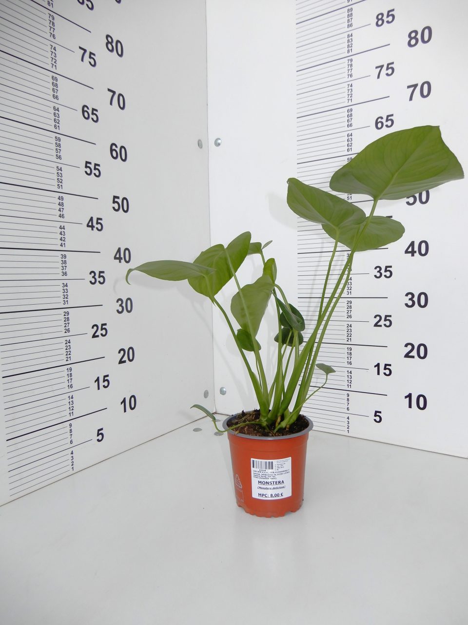 Monstera - Slika 2