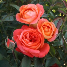 Ruža 'Super Trouper'