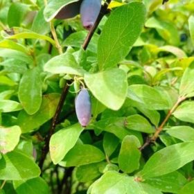 Haskap 'Leningradski Velikan'