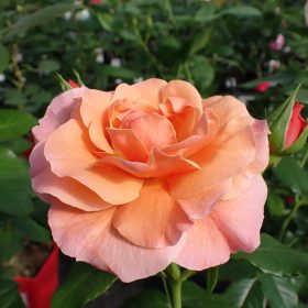Ruža 'Marie Curie'