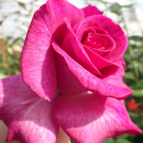 Ruža 'Melody Parfumée'