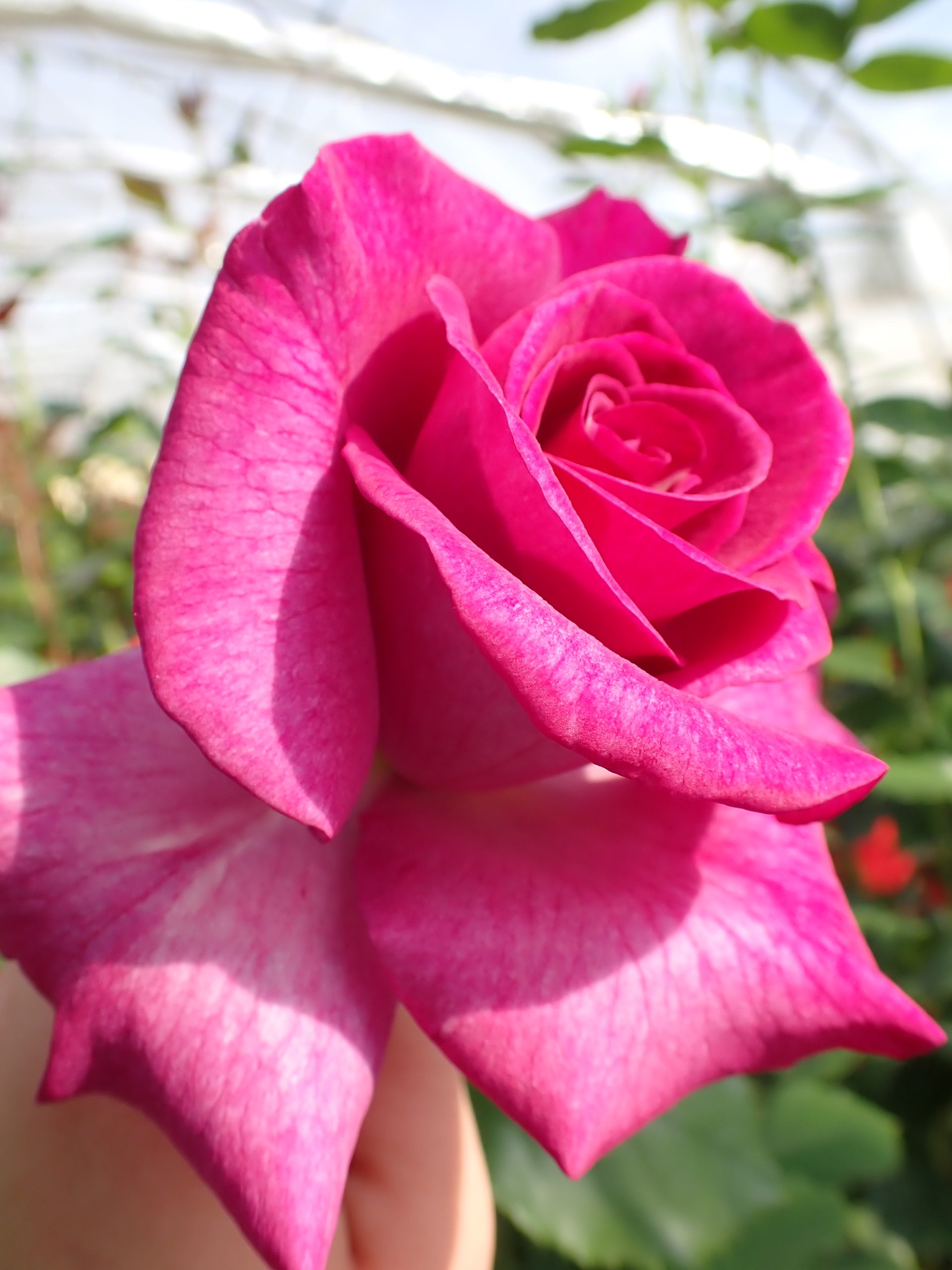 Ruža 'Melody Parfumée'