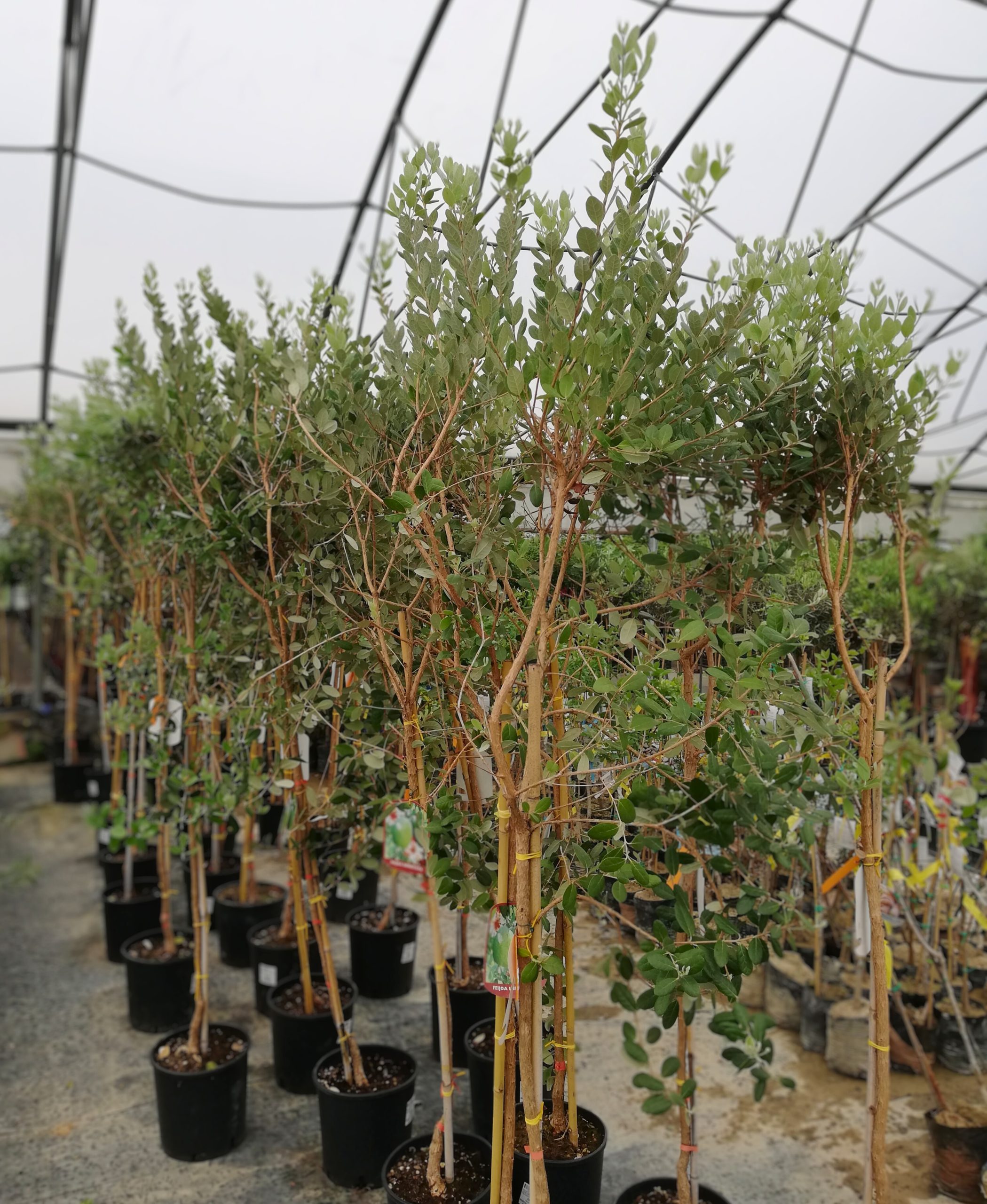 Feijoa 'Unique'
