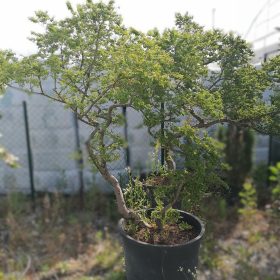 Brest 'Jacqueline Hillier' - Vrtni center