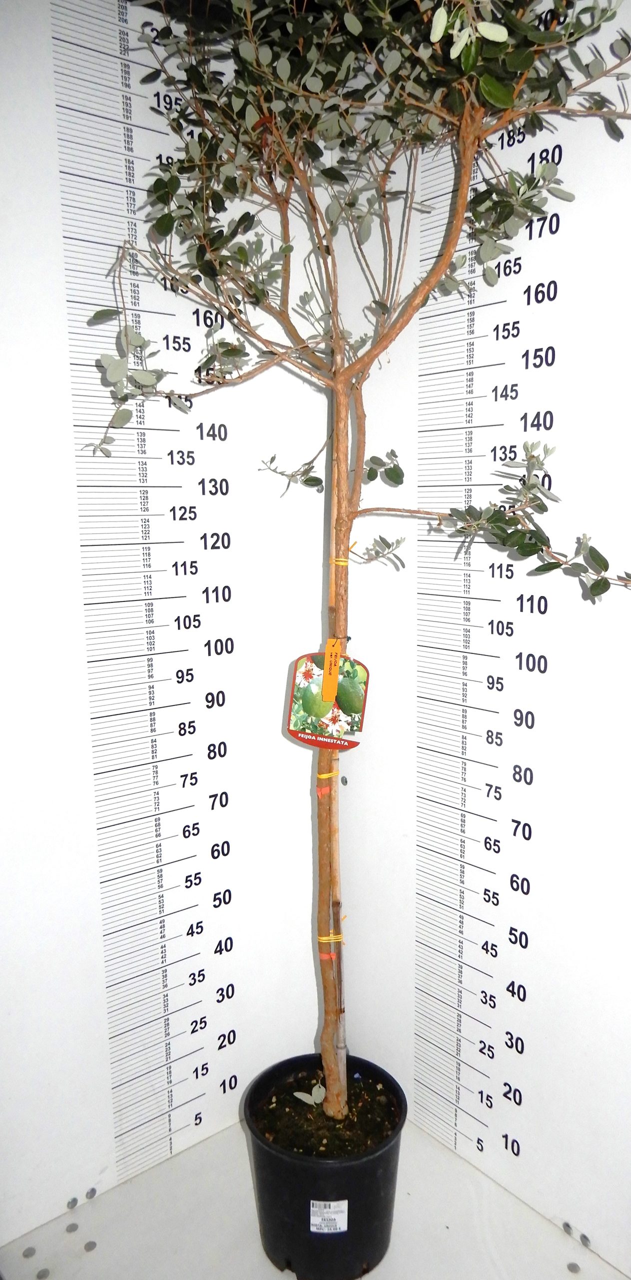 Feijoa 'Unique' - Slika 4