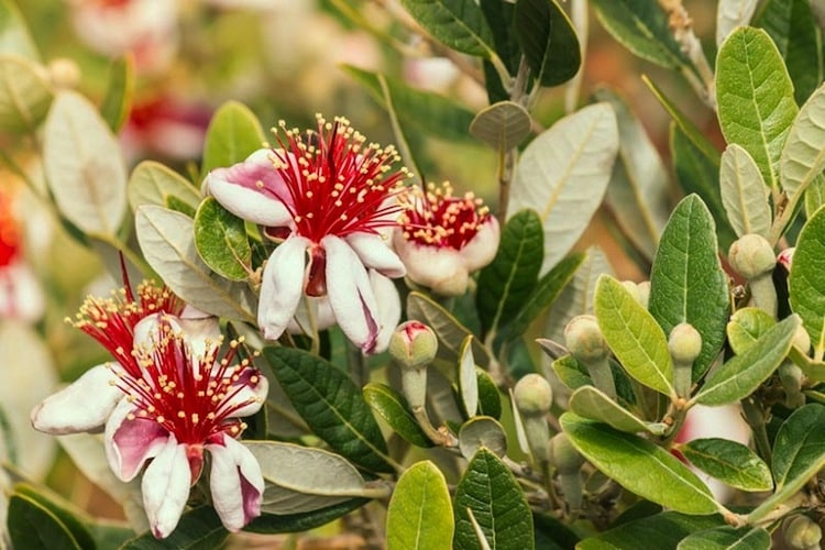 Feijoa 'Unique' - Slika 2