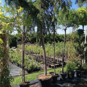 Himalajski cedar 'Pendula' - Vrtni centar