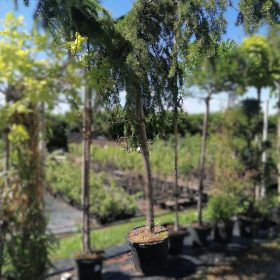 Himalajski cedar 'Pendula' - Vrtni centar