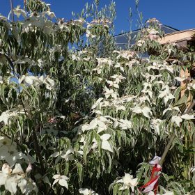 Japanski cvjetni drijen 'Teresa' - Vrtni centar