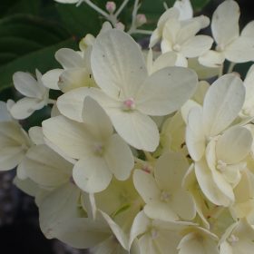 LIVING COTTON CREAM