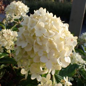 Metličasta hortenzija 'Living Cotton Cream'