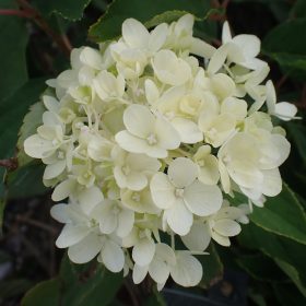 Metličasta hortenzija 'Living Cotton Cream'