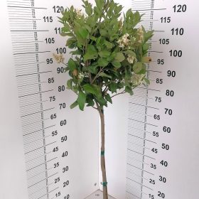 Ligustrum na štapu