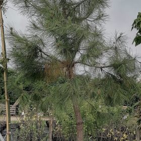 Primorski bor