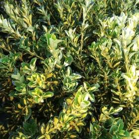 Kurika 'Aureopictus'