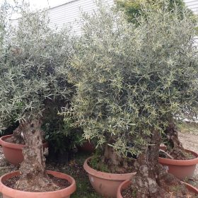 Maslina bonsai - Vrtni centar