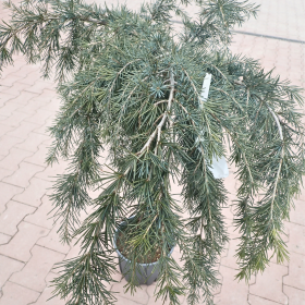 Himalajski cedar 'Feelin Blue'