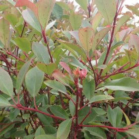 Photinia 'Red Robin' - Vrtni centar