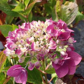 Velelisna hortenzija 'Blackcurrant Muffin'