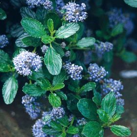 Ceanothus