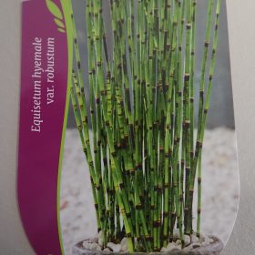 EQUISETUM ROBUSTUM