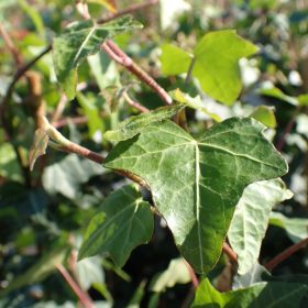 HEDERA HELIX2