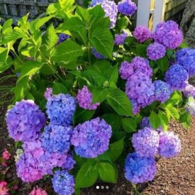 Hortenzija 'Blackcurrant Muffin'