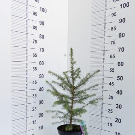 Picea omorika