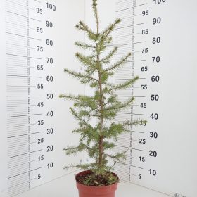 Picea omorika