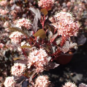 Physocarpus 'Little Joker'