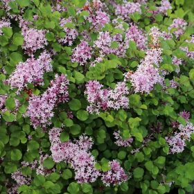 Korejska lila 'Palibin'