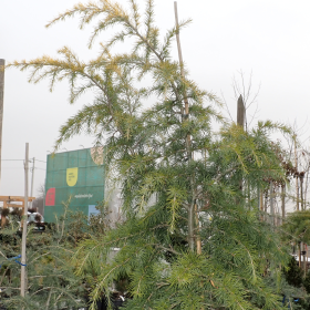 Himalajski cedar 'Aurea' - Vrtni centar