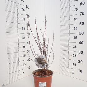 Physocarpus 'Little Joker'