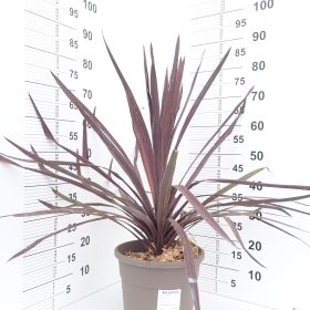 Kordilina 'Red Star'