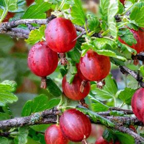 Crveni ogrozd 'Hinnonmaki Rot'
